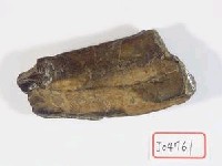 藏品(動物骨化石)的圖片